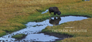 The Ecological Buffalo : On the Trail of a Keystone Species