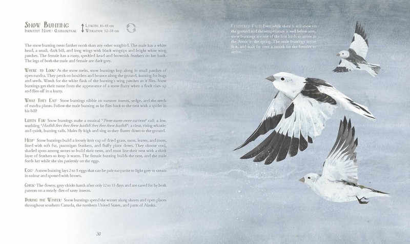 A Children's Guide to Arctic Birds (HC)