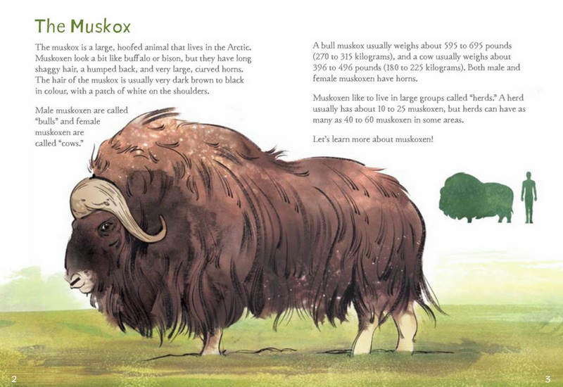 Animals Illustrated: Muskox