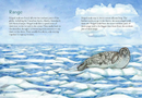 Animals Illustrated: Ringed Seal (FNCR 2023)
