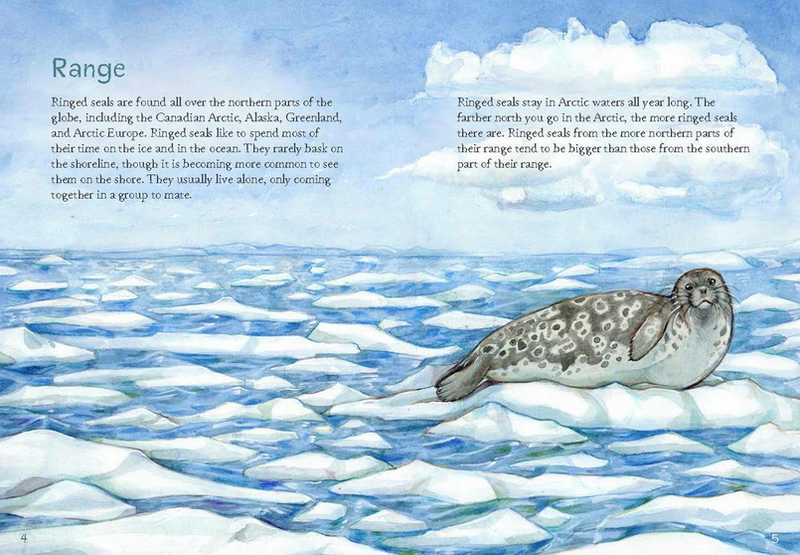 Animals Illustrated: Ringed Seal (FNCR 2023)