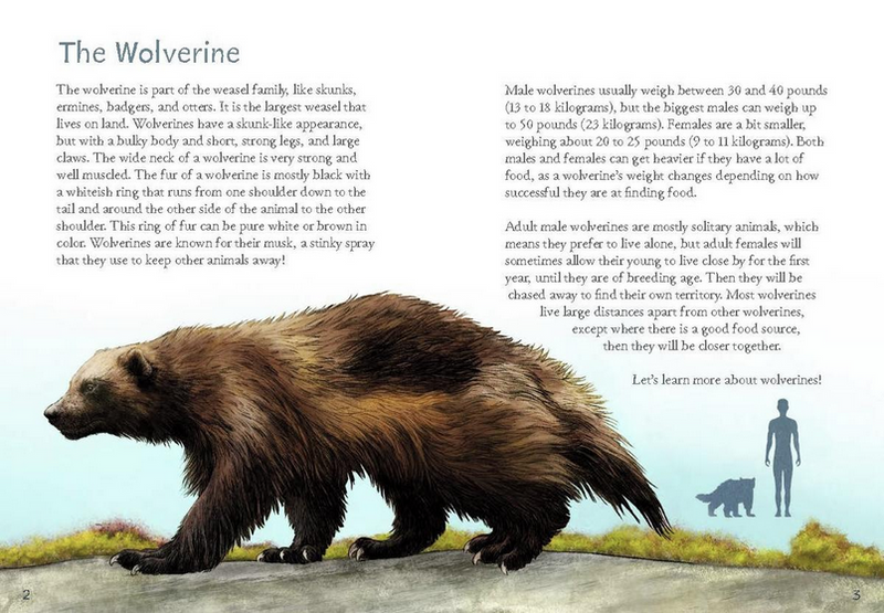 Animals Illustrated: Wolverine (FNCR 2022)