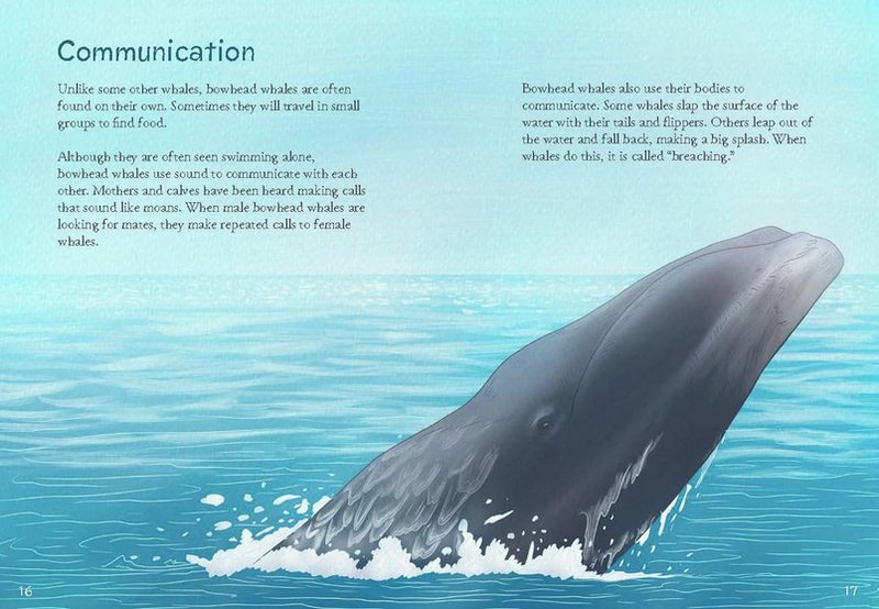 Animals Illustrated: Bowhead Whale