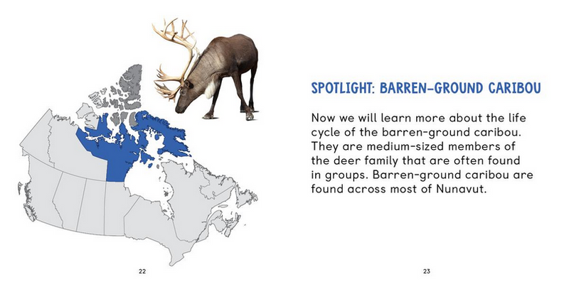 Arctic Animal Life Cycles: Mammals