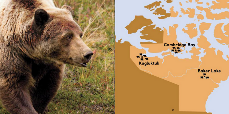 All About Grizzly Bears