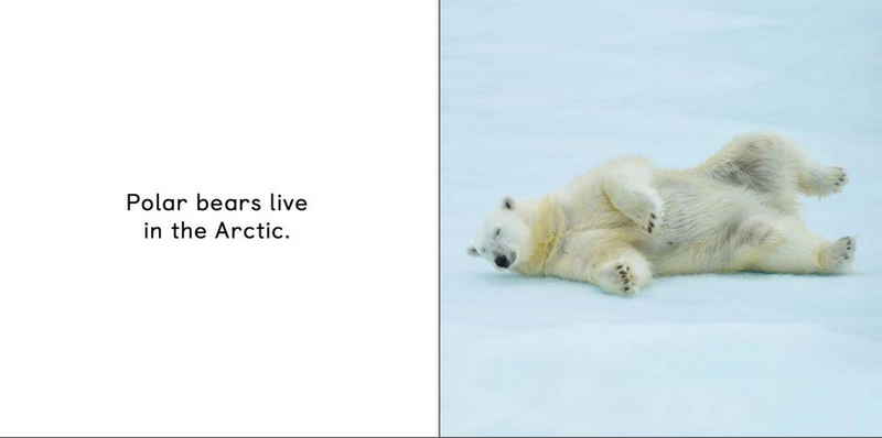 All about Polar Bears, Level 7