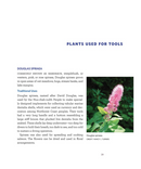 Plant Teachings from My Auntie : Gathering Coast Salish Plants for Medicine, Textiles, Nourishment, and Ceremony