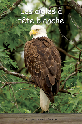 Collection Lecteurs forts - B: Les aigles à tête blanche (N17)