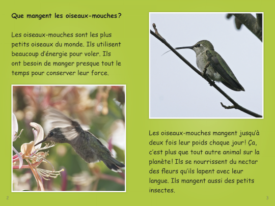 Collection Lecteurs forts - B: Les oiseaux-mouches (N19)