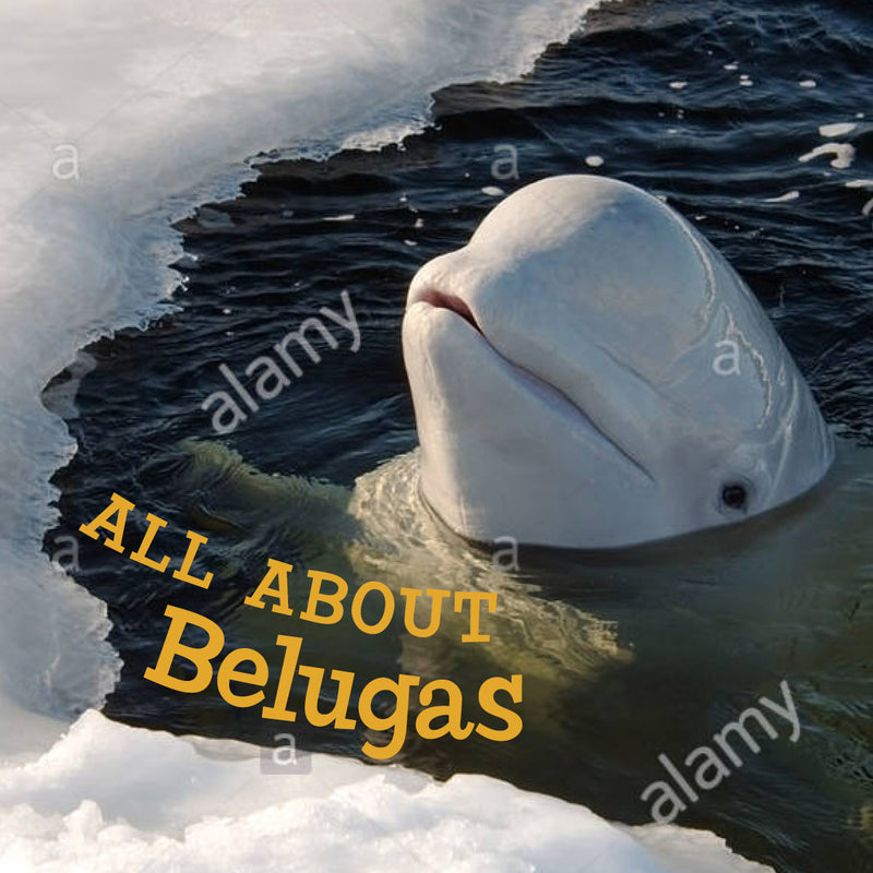 All about Belugas English Edition (Limited Quantities)